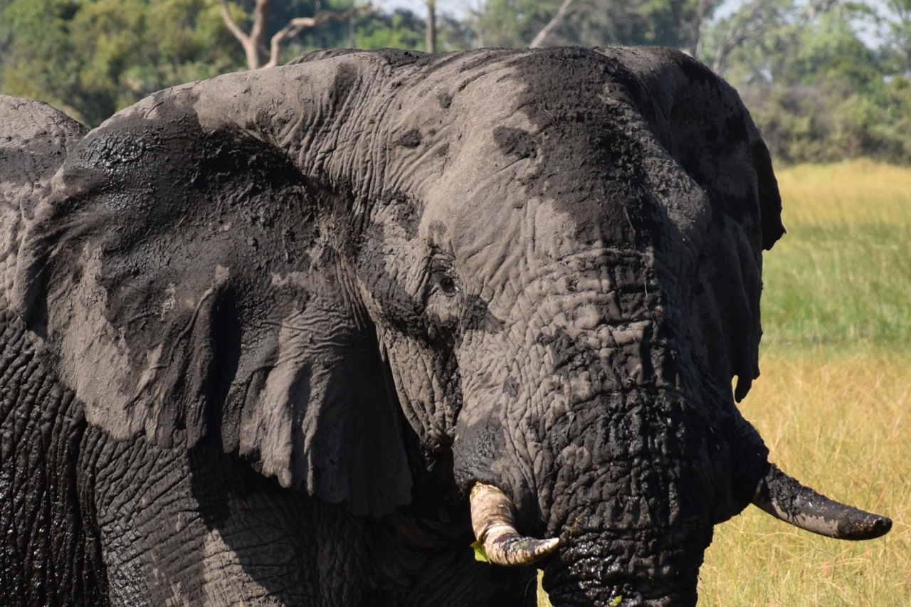  Okavango Delta, Botswana.